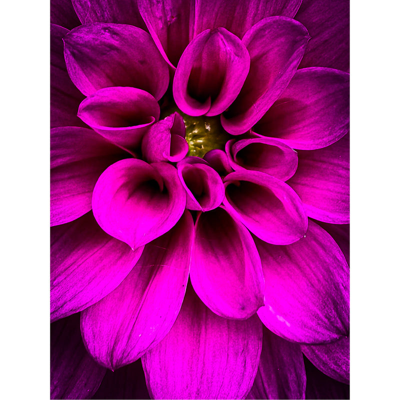 Geniet van de intensiteit van deze Dahlia in macro close up.