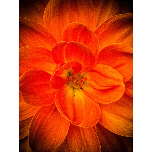 Geniet van de intensiteit van deze Dahlia in macro close up.