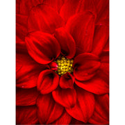 Geniet van de intensiteit van deze Dahlia in macro close up.