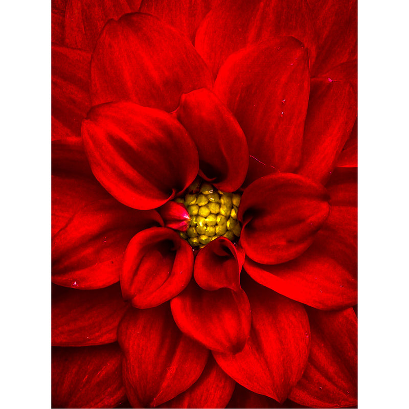 Geniet van de intensiteit van deze Dahlia in macro close up.