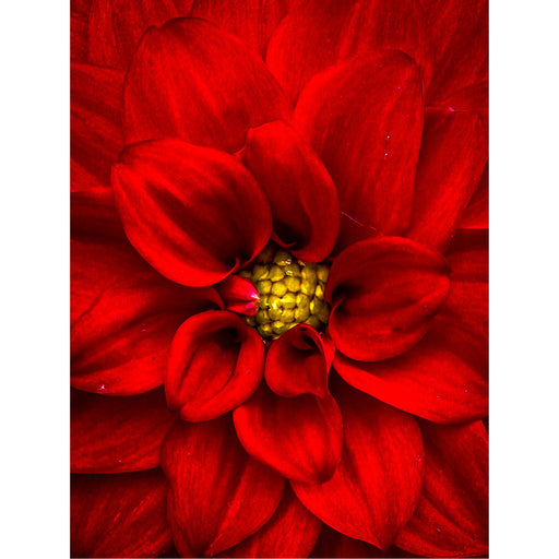 Geniet van de intensiteit van deze Dahlia in macro close up.