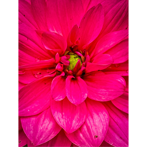 Geniet van de intensiteit van deze Dahlia in macro close up.