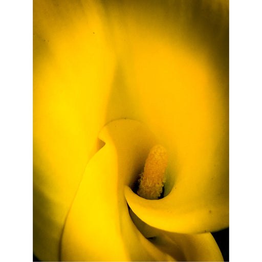 Geniet van de intensiteit van deze Aronskelk in macro close up.