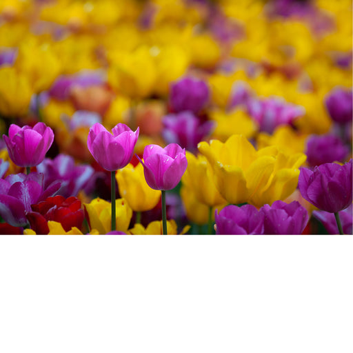 Een veld gele en roze tulpen tijdens de Floraliën Groot-Bijgaarden.