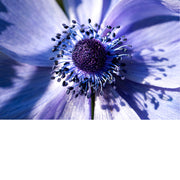 De anemoon (Anemone coronaria) is een meerjarige plant uit de ranonkelfamilie die van nature voorkomt in het Middellandse Zeegebied. 