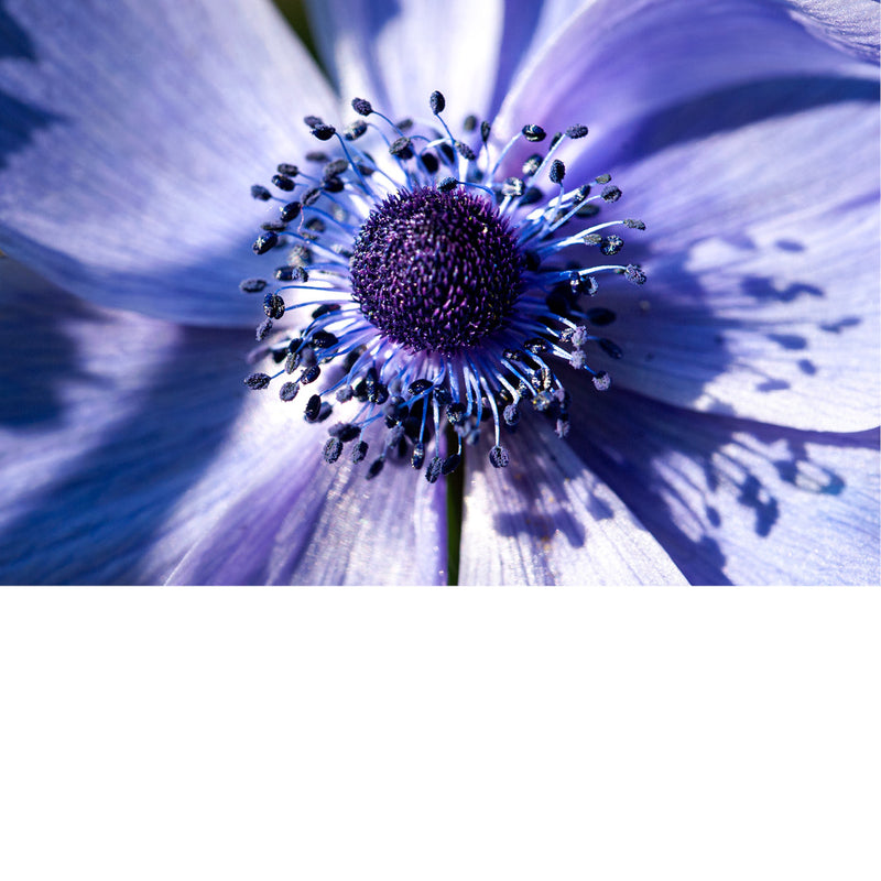 De anemoon (Anemone coronaria) is een meerjarige plant uit de ranonkelfamilie die van nature voorkomt in het Middellandse Zeegebied. 