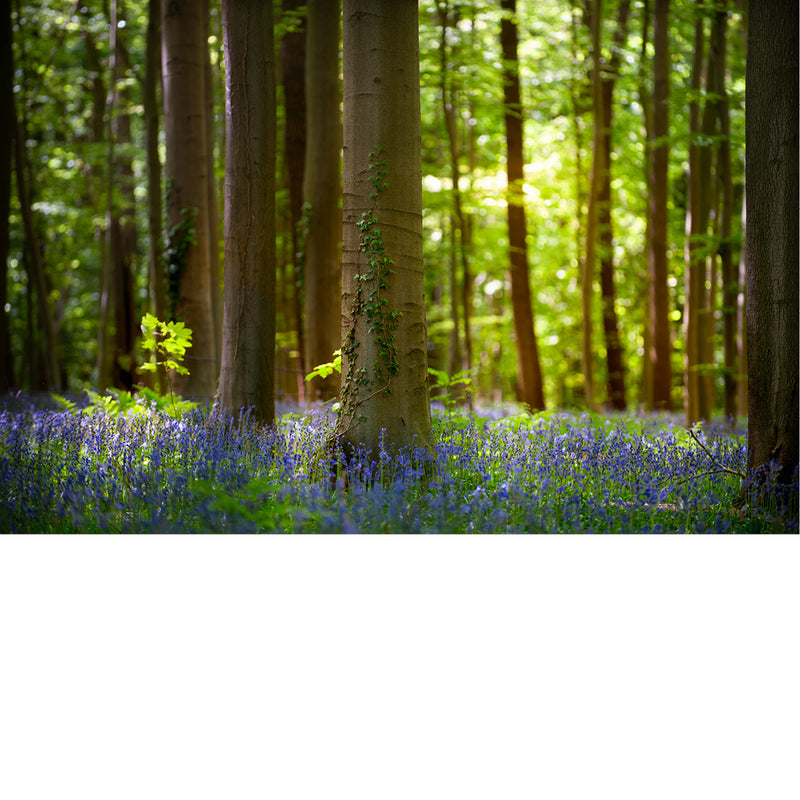 De boshyacint bloeit van half april tot eind mei, kleurt de bossen en verspreidt een lichte, zoete geur. 
