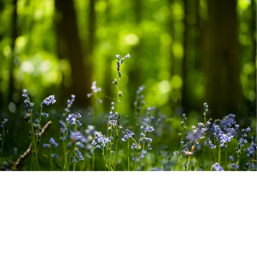 De boshyacint bloeit van half april tot eind mei, kleurt de bossen en verspreidt een lichte, zoete geur. 
