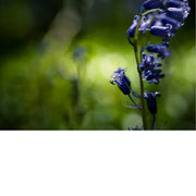 De boshyacint bloeit van half april tot eind mei, kleurt de bossen en verspreidt een lichte, zoete geur. 