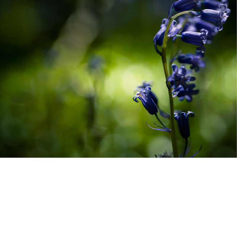 De boshyacint bloeit van half april tot eind mei, kleurt de bossen en verspreidt een lichte, zoete geur. 