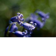 De boshyacint bloeit van half april tot eind mei, kleurt de bossen en verspreidt een lichte, zoete geur. 