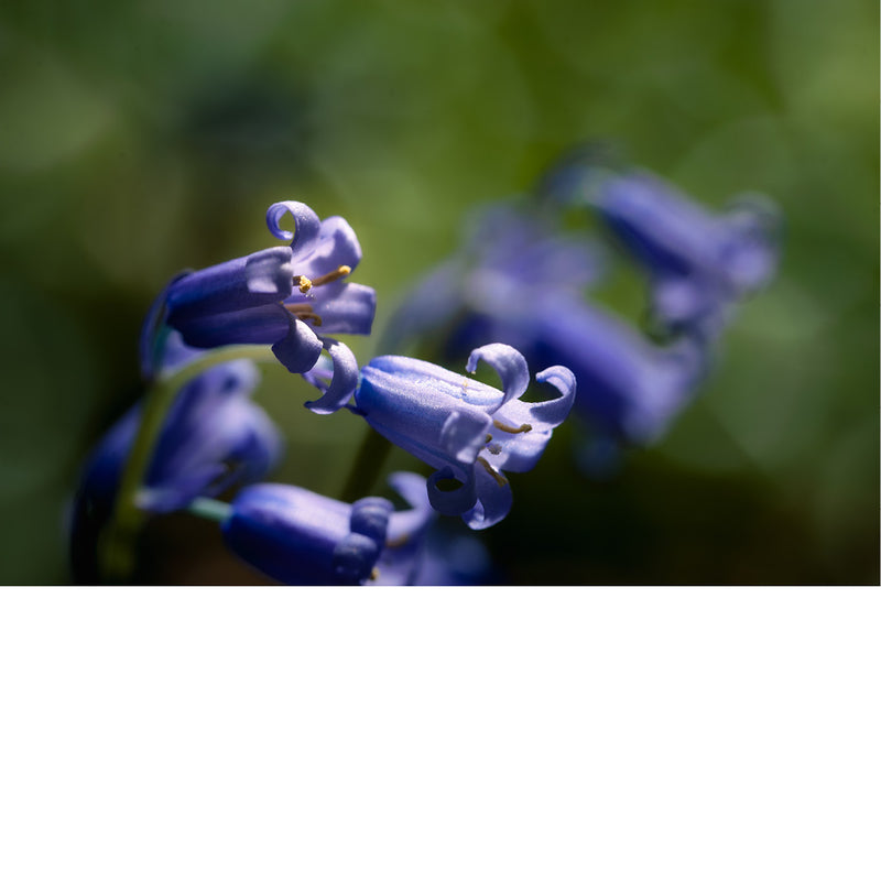 De boshyacint bloeit van half april tot eind mei, kleurt de bossen en verspreidt een lichte, zoete geur. 