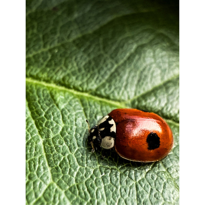 Dit lieveheersbeestje rust even op een blad alvorens verder te vliegen.