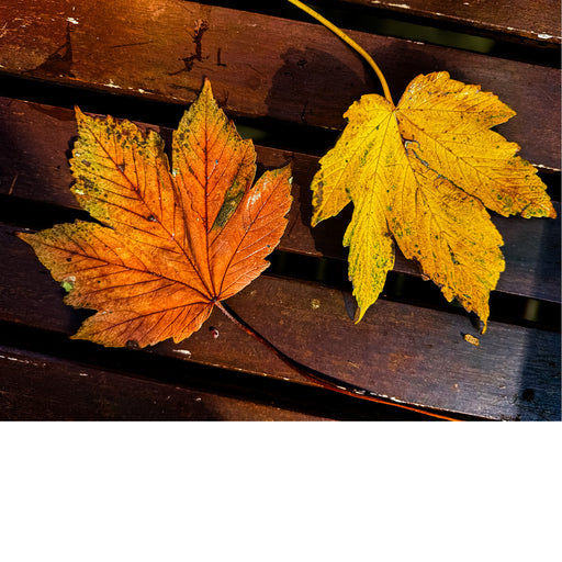 De groene kleur van bladeren is afkomstig van chlorofyl, dat essentieel is voor fotosynthese. Wanneer de dagen korter worden en de temperatuur daalt, begint de chlorofyl af te breken. Hierdoor worden andere pigmenten, zoals carotenen (geel en oranje) en anthocyanen (rood en paars), zichtbaar. 