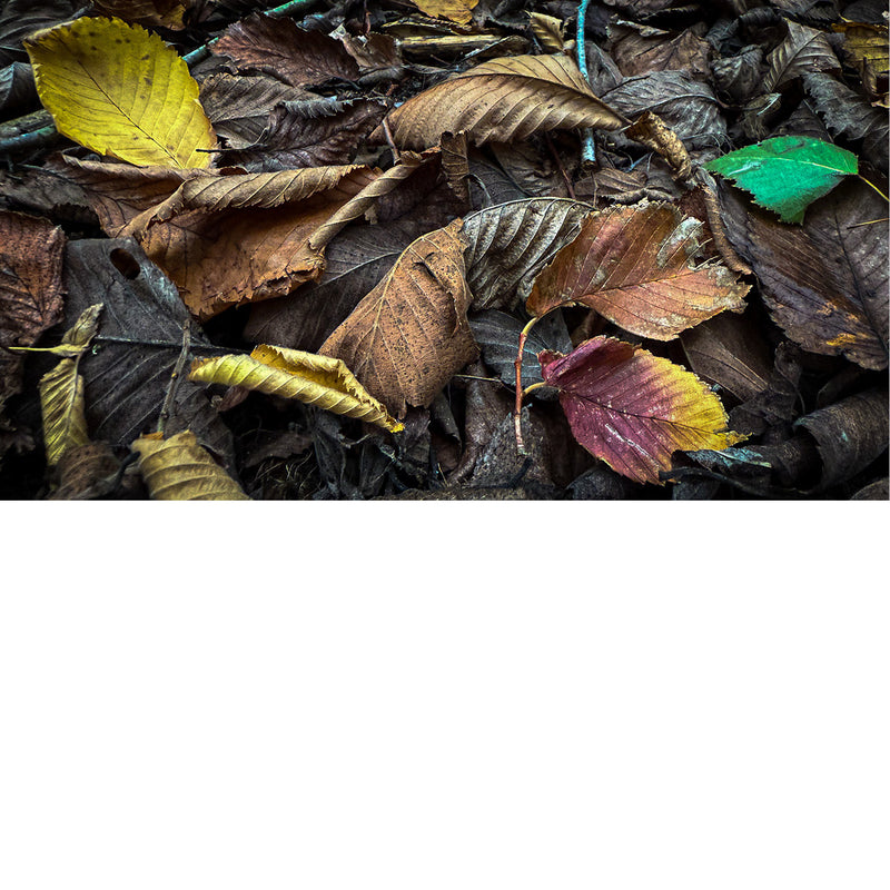 De bladeren variëren in kleur van helder geel en groen tot verschillende tinten bruin en rood, wat de overgang van de seizoenen aangeeft.