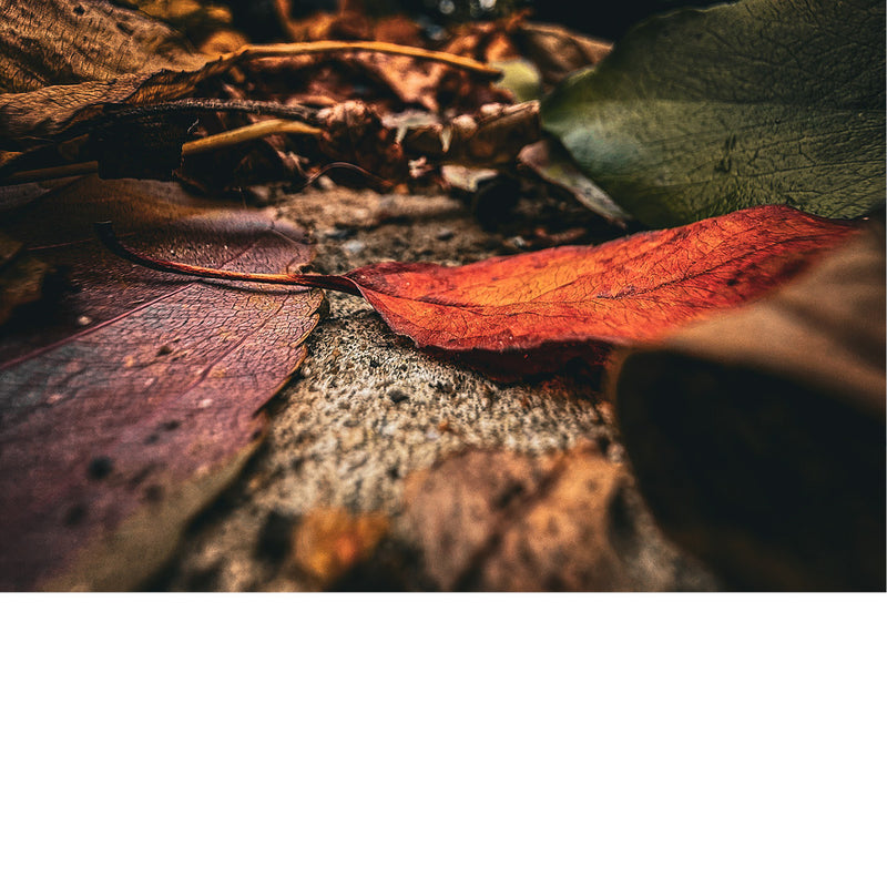 Een close-up van herfstbladeren die op de grond liggen.
