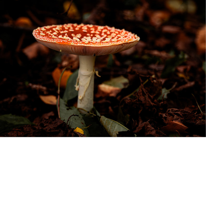 De vliegenzwam is een van de meest herkenbare paddenstoelen ter wereld, met een felrode hoed bedekt met witte stippen en een witte steel. 