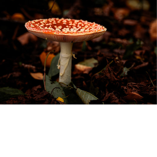 De vliegenzwam is een van de meest herkenbare paddenstoelen ter wereld, met een felrode hoed bedekt met witte stippen en een witte steel. 
