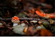De vliegenzwam is een van de meest herkenbare paddenstoelen ter wereld, met een felrode hoed bedekt met witte stippen en een witte steel. 