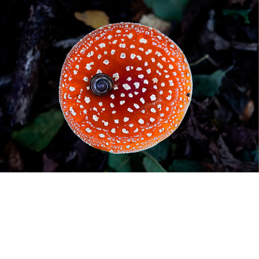 Deze slak ligt op een vliegenzwam. De vliegenzwam is een van de meest herkenbare paddenstoelen ter wereld, met een felrode hoed bedekt met witte stippen en een witte steel. 