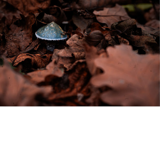 Deze paddenstoel is de blauwgroene stropharia, ook bekend als Stropharia aeruginosa of verdigris agaric. 