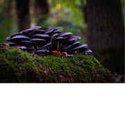 Oesterzammen groeien op dode bladeren of naaldbomen en is een van de laatste wilde paddenstoelen van het seizoen. 