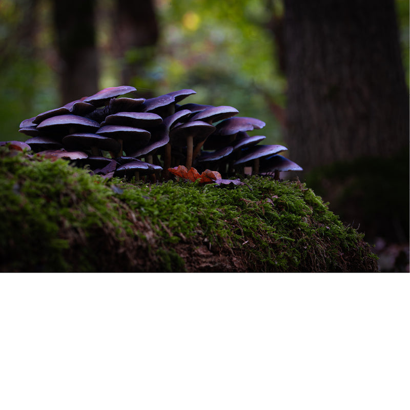 Oesterzammen groeien op dode bladeren of naaldbomen en is een van de laatste wilde paddenstoelen van het seizoen. 
