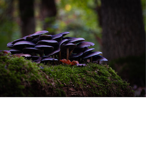 Oesterzammen groeien op dode bladeren of naaldbomen en is een van de laatste wilde paddenstoelen van het seizoen. 