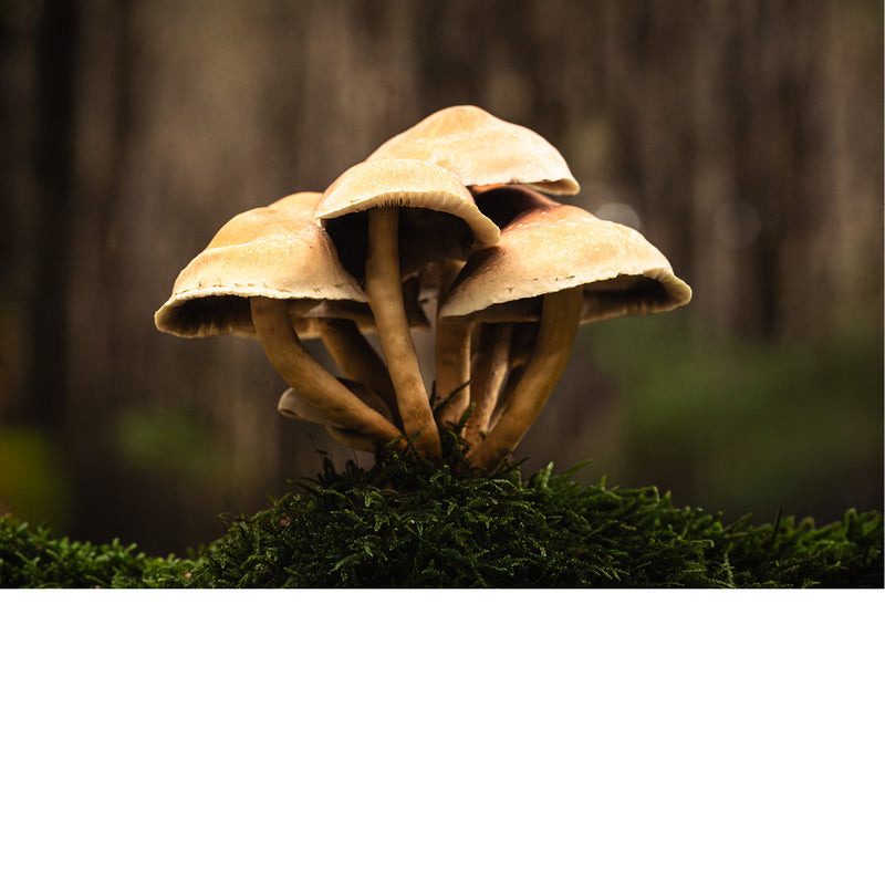 Zwavelkoppen groeien vaak in dichte trossen op dood hout, zoals boomstronken, stronken en wortels van loofbomen.