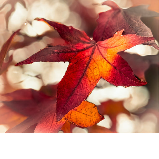 De esdoorn is een loofboom die bekend staat om zijn herfstverkleuring, waarbij de bladeren veranderen in een palet van geel, oranje, rood en paars. 