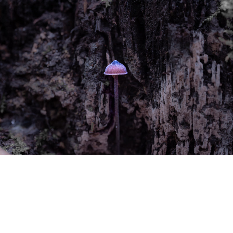 De paddenstoelen op de afbeelding zijn waarschijnlijk van het geslacht Mycena, ook wel bekend als "mycena's" of "mutsjeszwammen". Dit geslacht omvat een groot aantal kleine, saprofyte paddenstoelen die vaak in clusters op rottend hout groeien. 