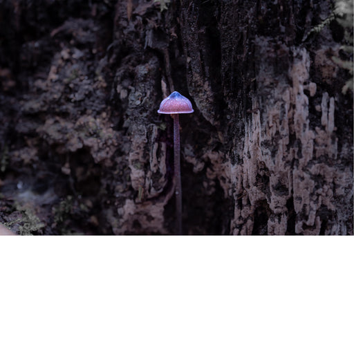 De paddenstoelen op de afbeelding zijn waarschijnlijk van het geslacht Mycena, ook wel bekend als "mycena's" of "mutsjeszwammen". Dit geslacht omvat een groot aantal kleine, saprofyte paddenstoelen die vaak in clusters op rottend hout groeien. 