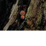 Dit zijn roodkleurige slijmzwammen van de soort Lycogala epidendrum, in de volksmond ook wel 'bloedweizwam' genoemd.