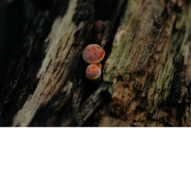 Dit zijn roodkleurige slijmzwammen van de soort Lycogala epidendrum, in de volksmond ook wel 'bloedweizwam' genoemd.