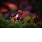 Zandkaalkopjes (Deconica montana) is een kleine, bruine paddenstoel die wereldwijd voorkomt. De paddenstoel groeit vaak op droge, zandige bodems in duingraslanden en heidevelden. 