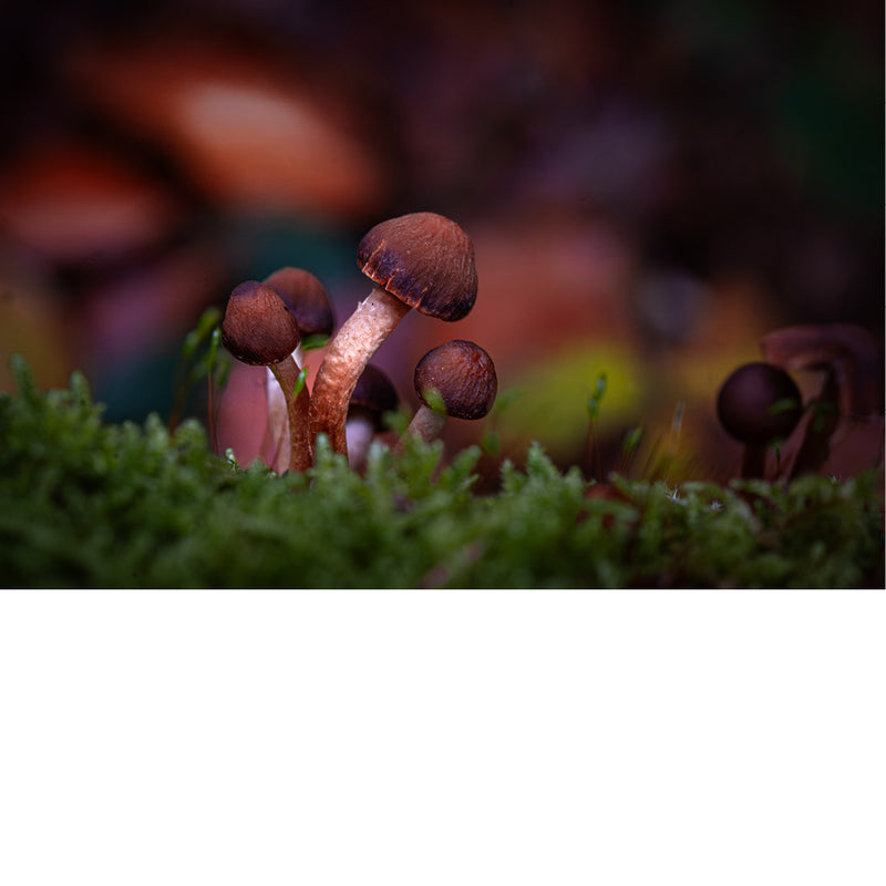 Zandkaalkopjes (Deconica montana) is een kleine, bruine paddenstoel die wereldwijd voorkomt. De paddenstoel groeit vaak op droge, zandige bodems in duingraslanden en heidevelden. 