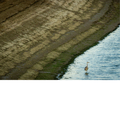 Blauwe reiger aan de oever van een meer