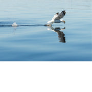 Meeuw vliegt over het water met vis