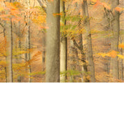 Abstract bos in herfstkleur