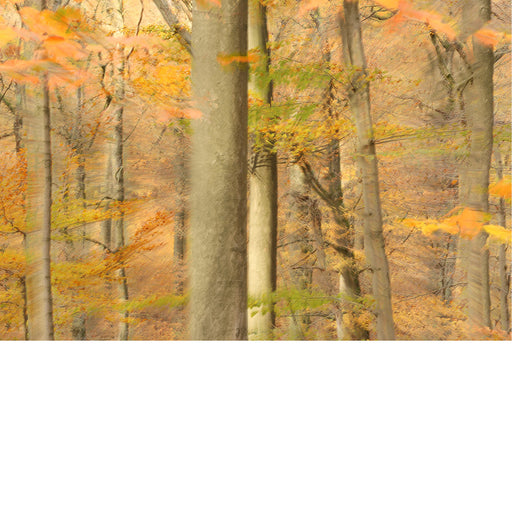 Abstract bos in herfstkleur