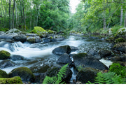 Rivier stroomt door het bos