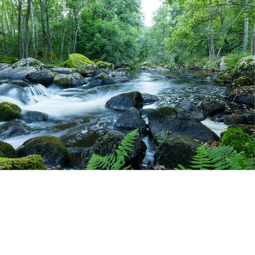 Rivier stroomt door het bos