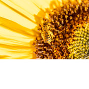 Bij geniet van het stuifmeel bij de zonnebloem