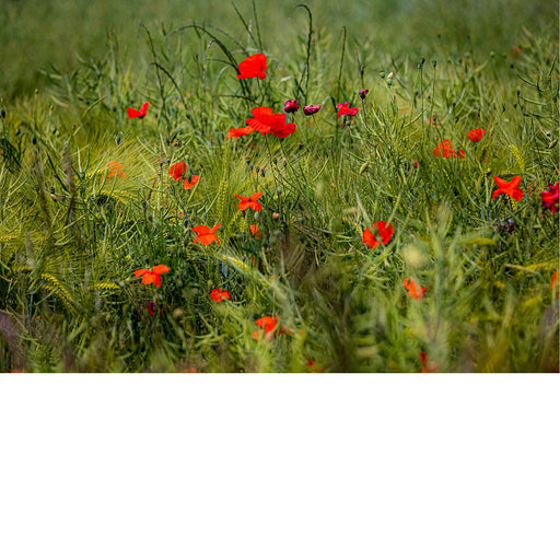 Bloemenboeket tussen het graan