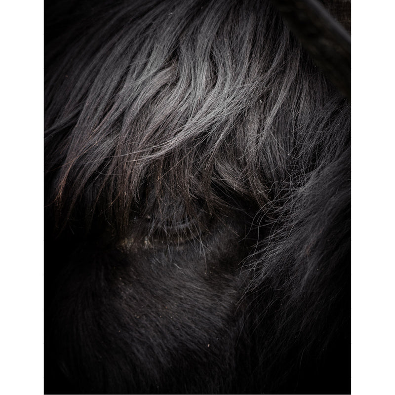 Oog van een Schots hooglandrund