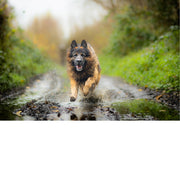 Duitse herder door modder en slijk