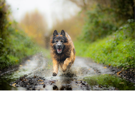 Duitse herder door modder en slijk