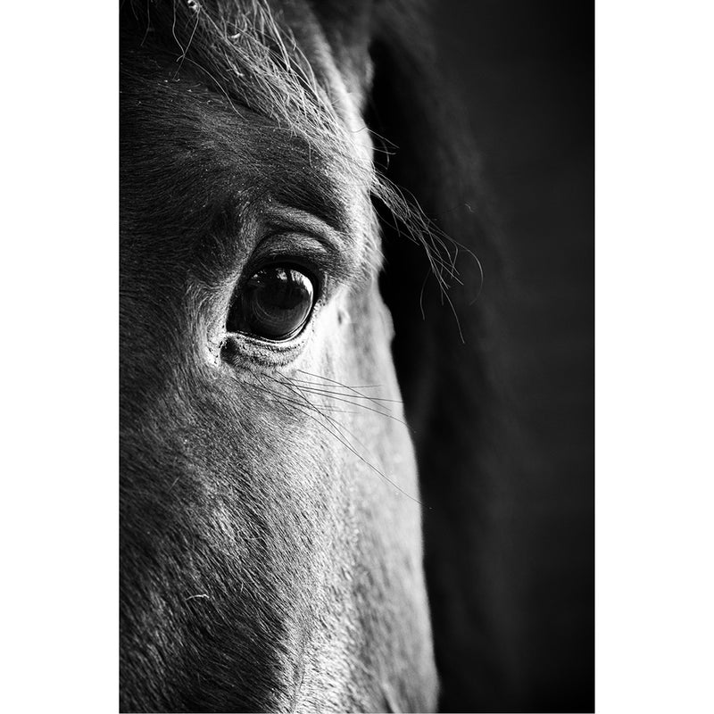 portret van paardenhoofd