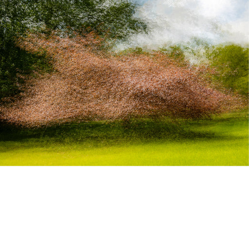 Foto van boom op creatieve wijze