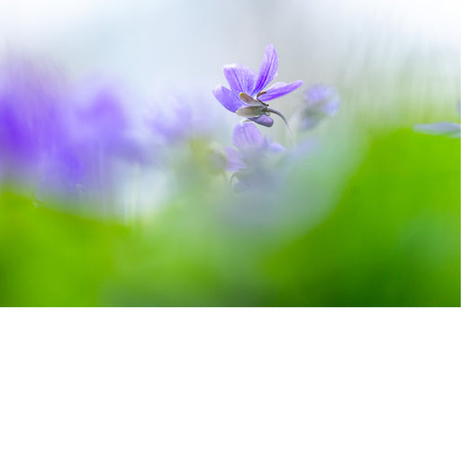 Maarts viooltje tussen het groen